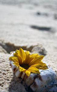 Preview wallpaper flower, shell, sand, beach