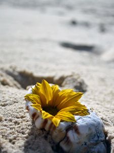Preview wallpaper flower, shell, sand, beach