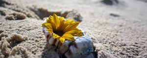 Preview wallpaper flower, shell, sand, beach