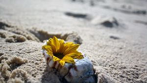 Preview wallpaper flower, shell, sand, beach