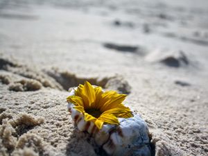 Preview wallpaper flower, shell, sand, beach