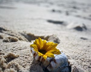 Preview wallpaper flower, shell, sand, beach