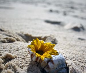 Preview wallpaper flower, shell, sand, beach