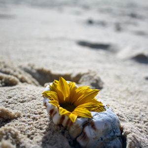 Preview wallpaper flower, shell, sand, beach