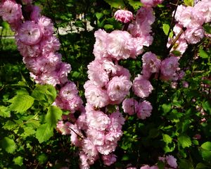 Preview wallpaper flower, shrub, spring, garden, herbs, may