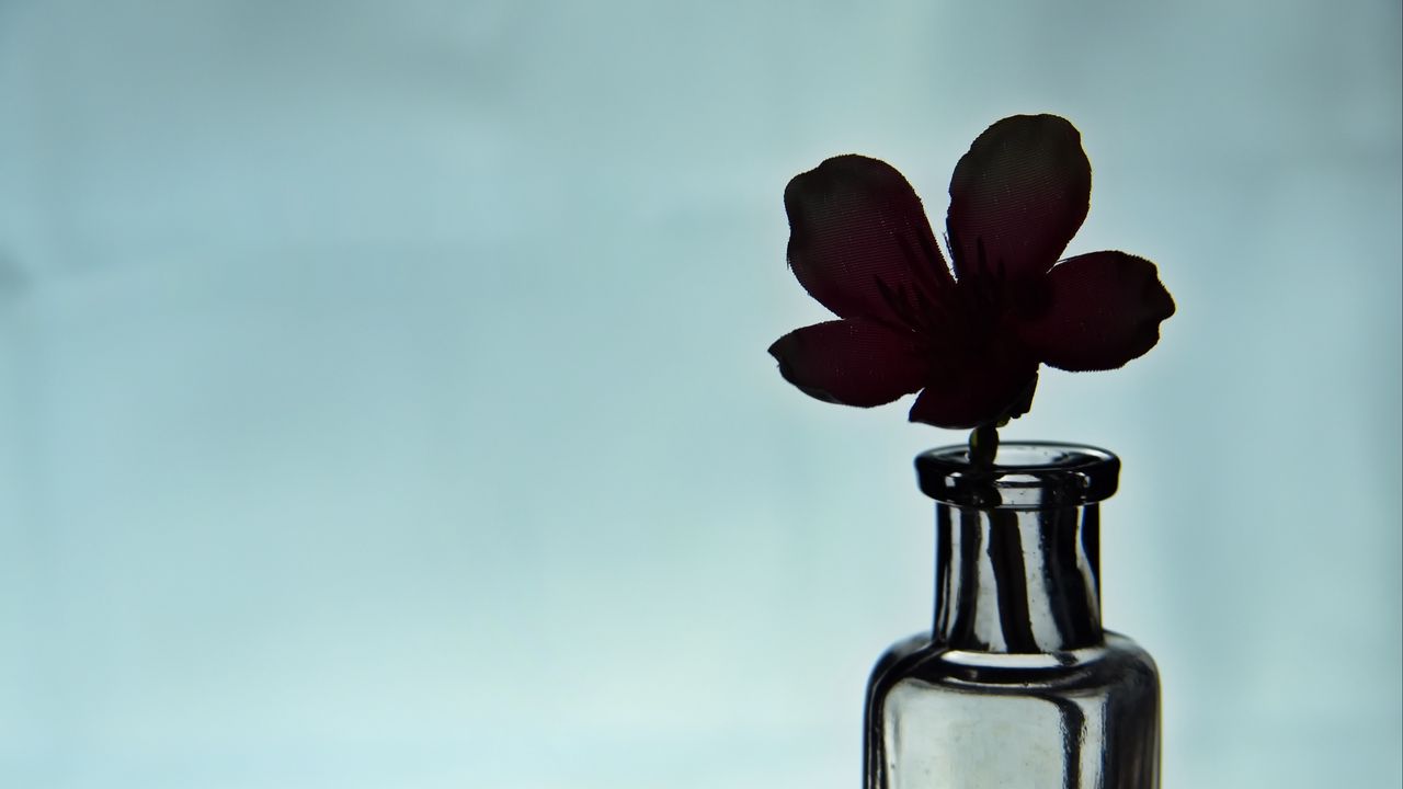 Wallpaper flower, silhouette, bottle, glass, dark