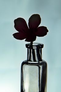 Preview wallpaper flower, silhouette, bottle, glass, dark