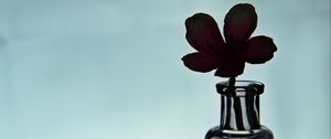 Preview wallpaper flower, silhouette, bottle, glass, dark