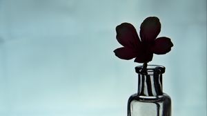 Preview wallpaper flower, silhouette, bottle, glass, dark