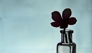 Preview wallpaper flower, silhouette, bottle, glass, dark
