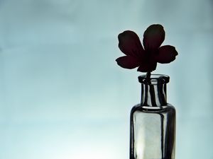 Preview wallpaper flower, silhouette, bottle, glass, dark