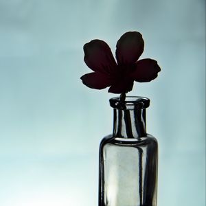 Preview wallpaper flower, silhouette, bottle, glass, dark