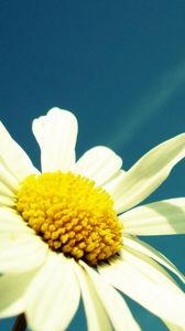 Preview wallpaper flower, sky, chamomile, pollen, summer