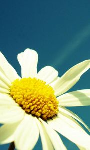 Preview wallpaper flower, sky, chamomile, pollen, summer