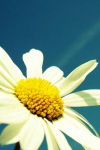 Preview wallpaper flower, sky, chamomile, pollen, summer