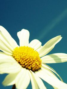 Preview wallpaper flower, sky, chamomile, pollen, summer