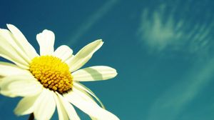 Preview wallpaper flower, sky, chamomile, pollen, summer