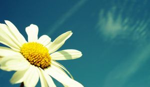 Preview wallpaper flower, sky, chamomile, pollen, summer