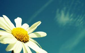 Preview wallpaper flower, sky, chamomile, pollen, summer