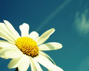 Preview wallpaper flower, sky, chamomile, pollen, summer