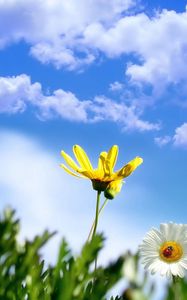 Preview wallpaper flower, sky, clouds, ladybug