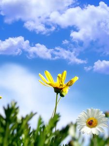 Preview wallpaper flower, sky, clouds, ladybug