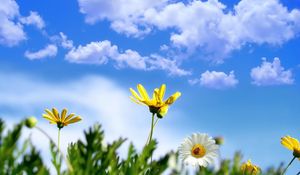 Preview wallpaper flower, sky, clouds, ladybug