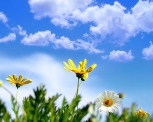 Preview wallpaper flower, sky, clouds, ladybug