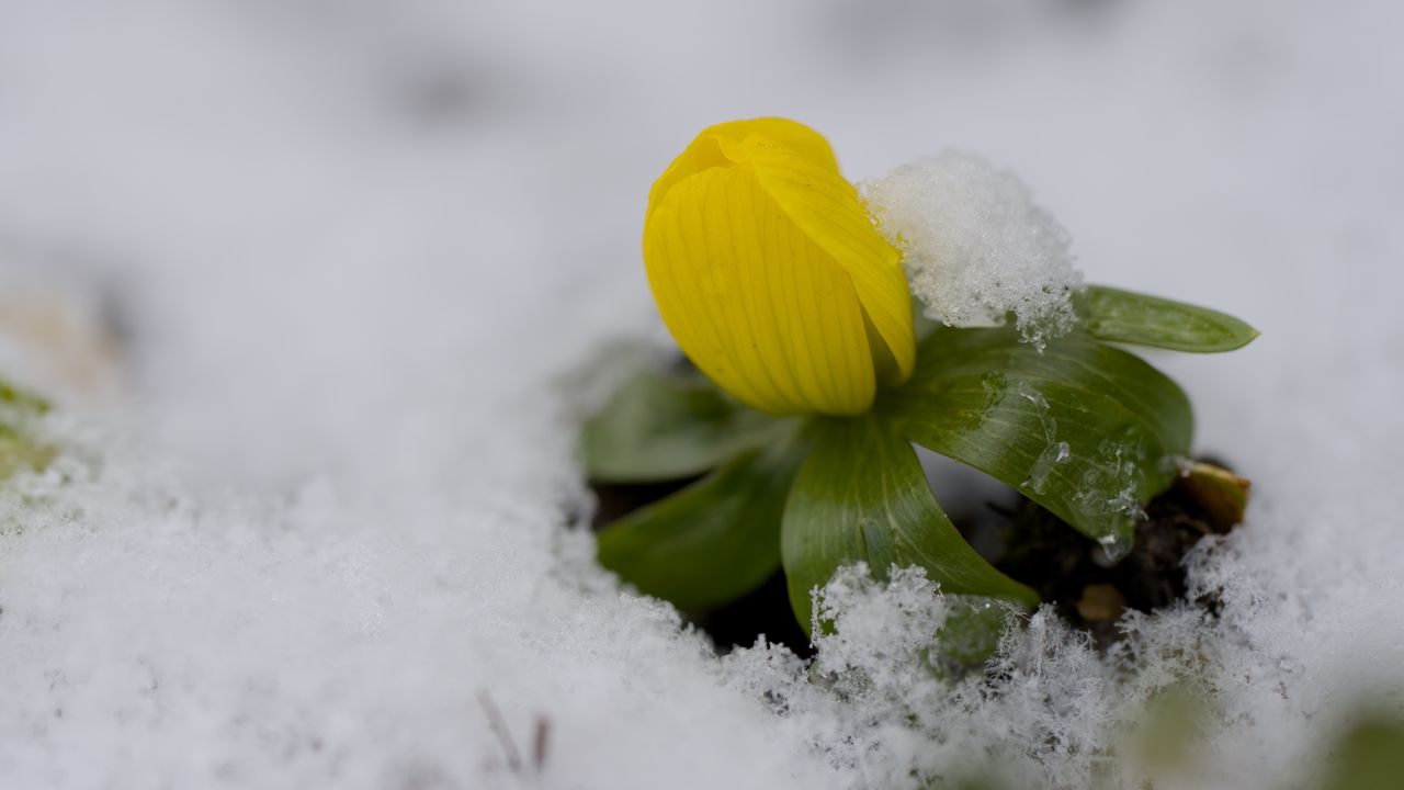 Wallpaper flower, snow, winter, plant
