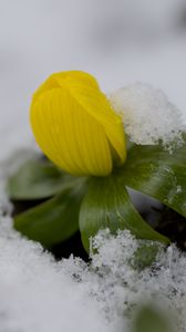 Preview wallpaper flower, snow, winter, plant