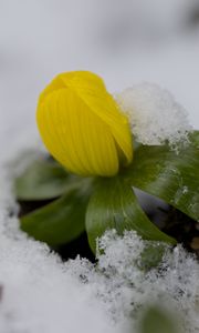 Preview wallpaper flower, snow, winter, plant