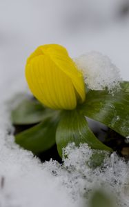 Preview wallpaper flower, snow, winter, plant