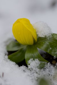 Preview wallpaper flower, snow, winter, plant