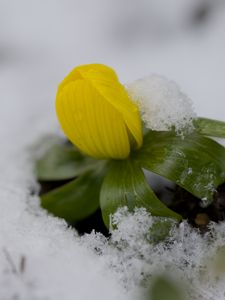 Preview wallpaper flower, snow, winter, plant