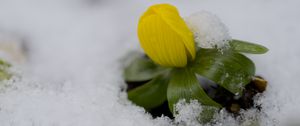 Preview wallpaper flower, snow, winter, plant