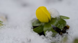 Preview wallpaper flower, snow, winter, plant