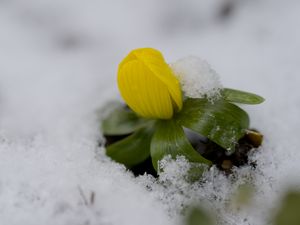 Preview wallpaper flower, snow, winter, plant