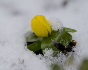 Preview wallpaper flower, snow, winter, plant