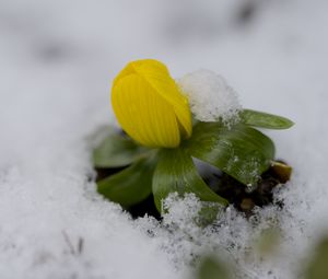 Preview wallpaper flower, snow, winter, plant