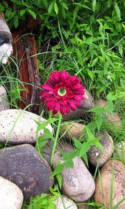 Preview wallpaper flower, solitude, stones, grass, herbs