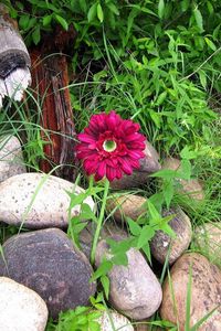 Preview wallpaper flower, solitude, stones, grass, herbs