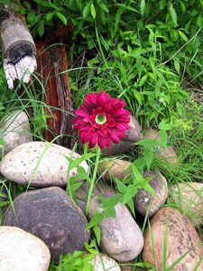 Preview wallpaper flower, solitude, stones, grass, herbs