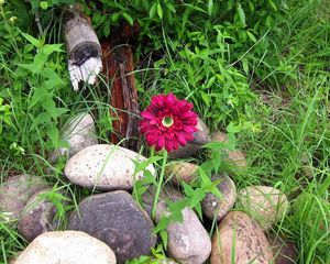 Preview wallpaper flower, solitude, stones, grass, herbs