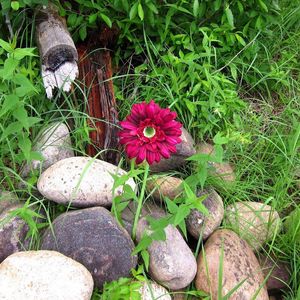 Preview wallpaper flower, solitude, stones, grass, herbs