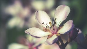 Preview wallpaper flower, spring, bloom, petals