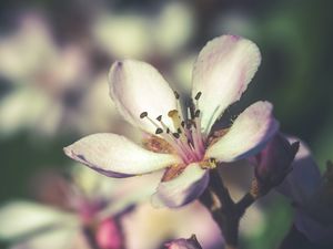 Preview wallpaper flower, spring, bloom, petals
