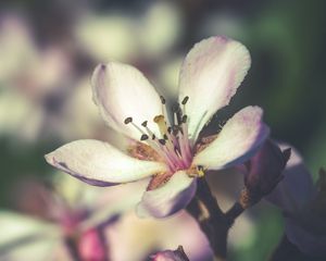 Preview wallpaper flower, spring, bloom, petals