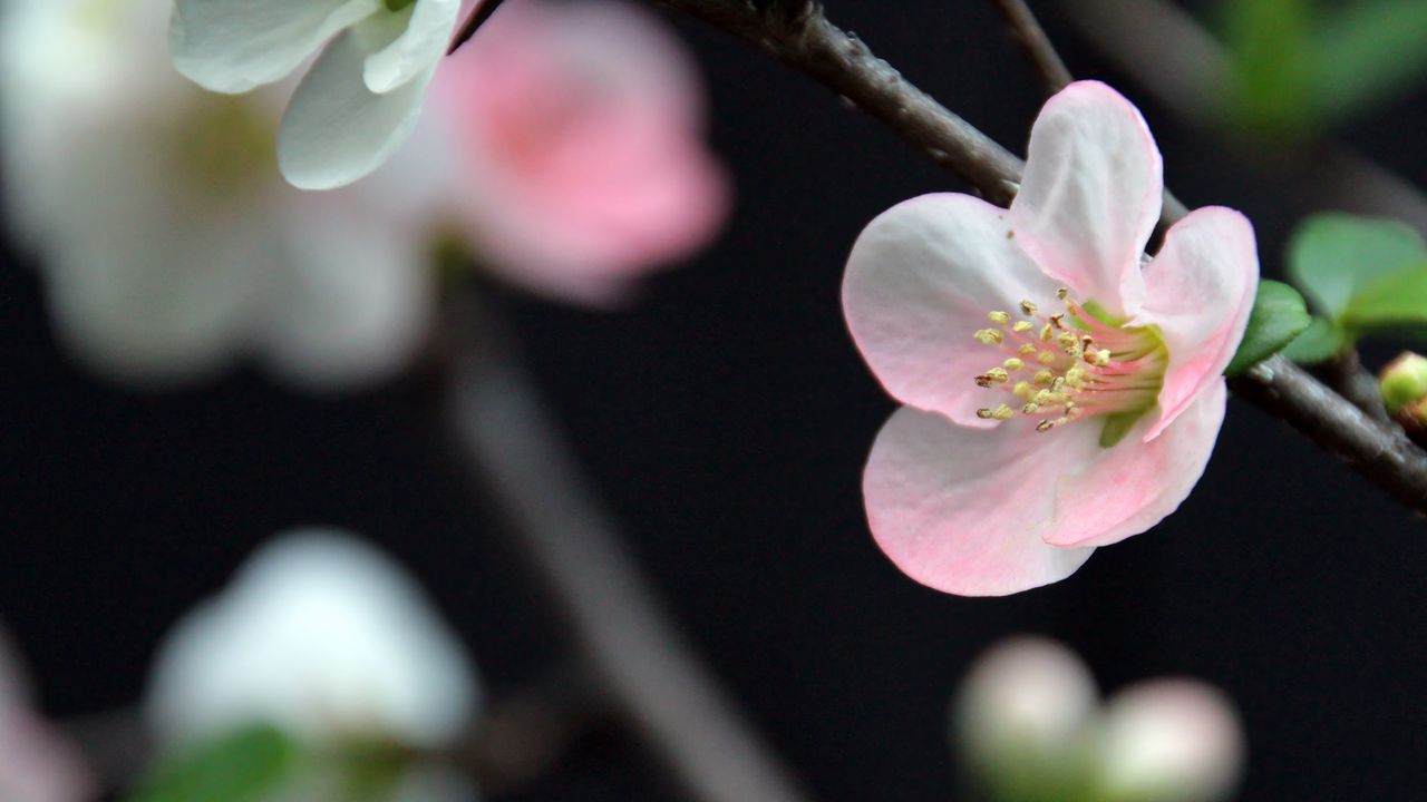 Wallpaper flower, spring, bloom, petals, pink