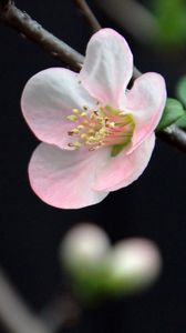 Preview wallpaper flower, spring, bloom, petals, pink