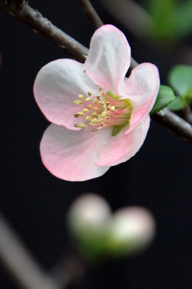 800x1200 Wallpaper flower, spring, bloom, petals, pink
